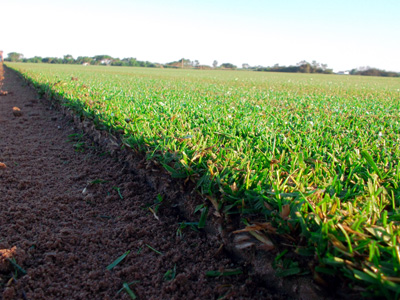 Tapetes de Relva Camposol