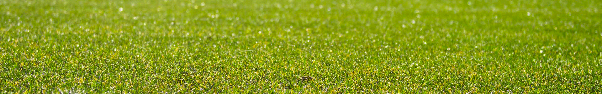 Picture to the top of this web page