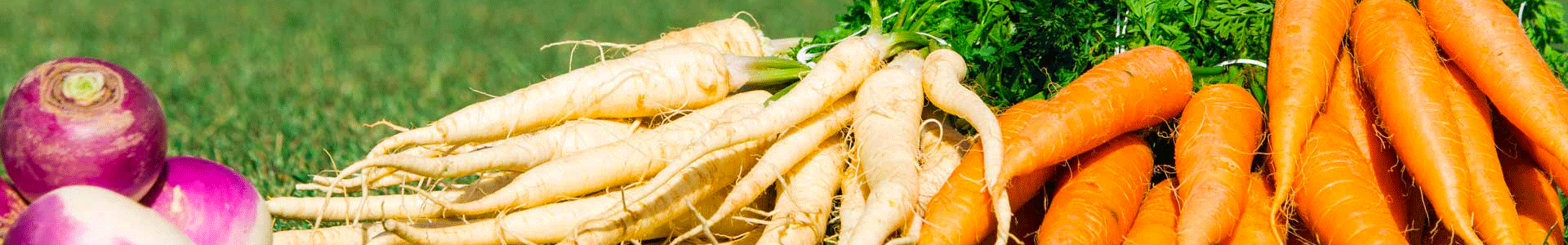 Picture to the top of this web page