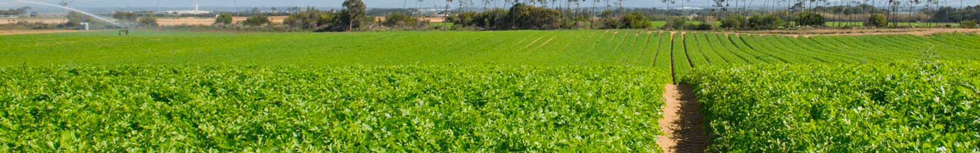 Picture to the top of this web page