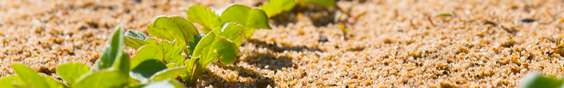 Picture to the top of this web page